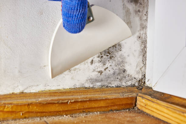Best Attic Mold Removal  in Lakeview, OH