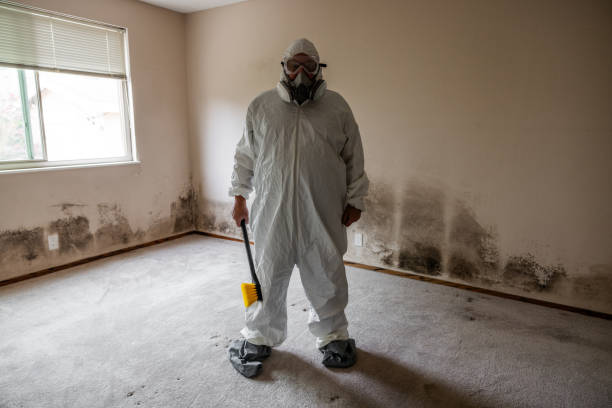 Mold Odor Removal Services in Lakeview, OH